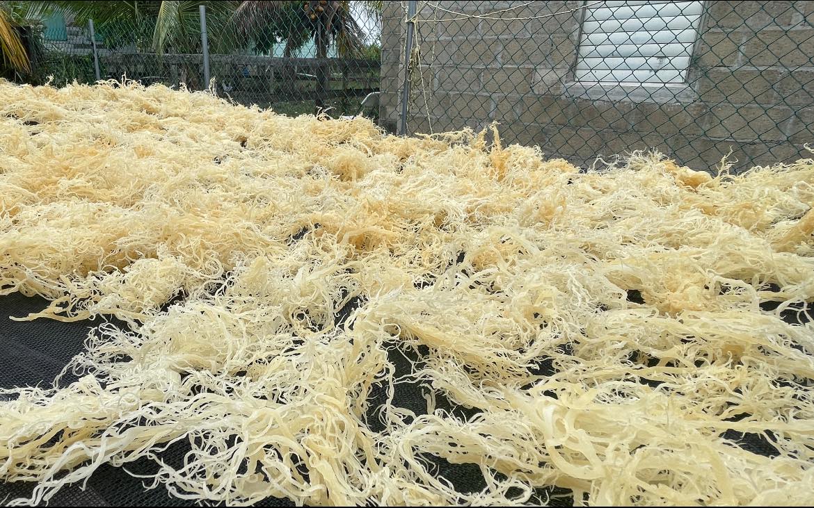 Exploring the Nutritional Power of Dried Eucheuma Cottonii Dried Eucheuma Cottonii from indonesia