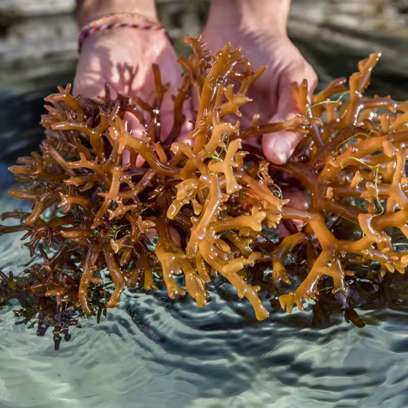 Exploring the Nutritional Power of Dried Eucheuma Cottonii fresh Dried Eucheuma Cottonii